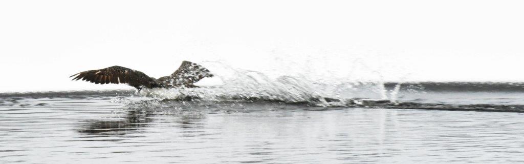 Loon trying to land before it runs out of water
