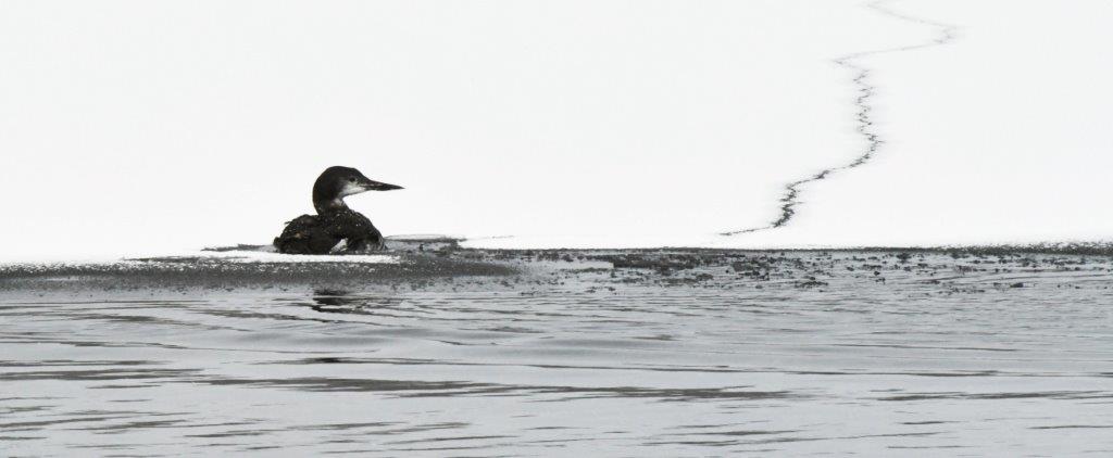 Loon having skidded onto ice