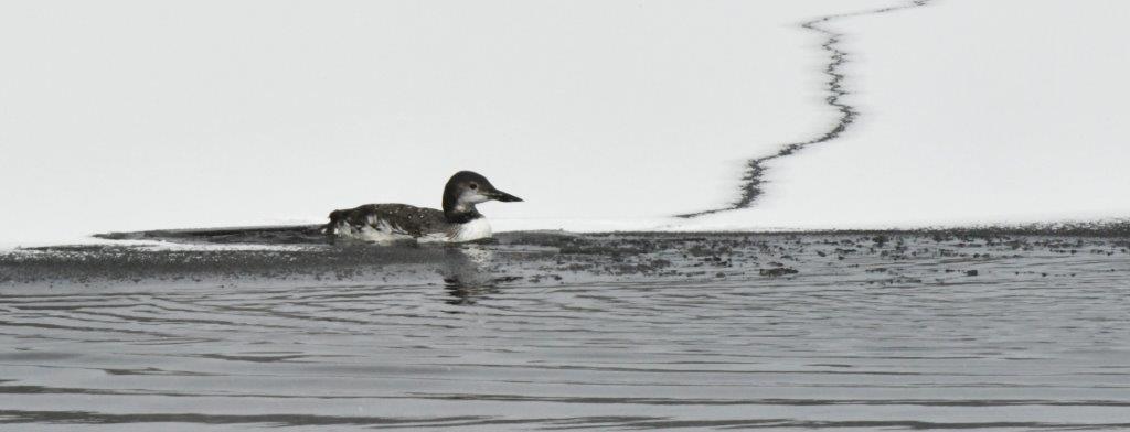  Loon swimming back into the open water