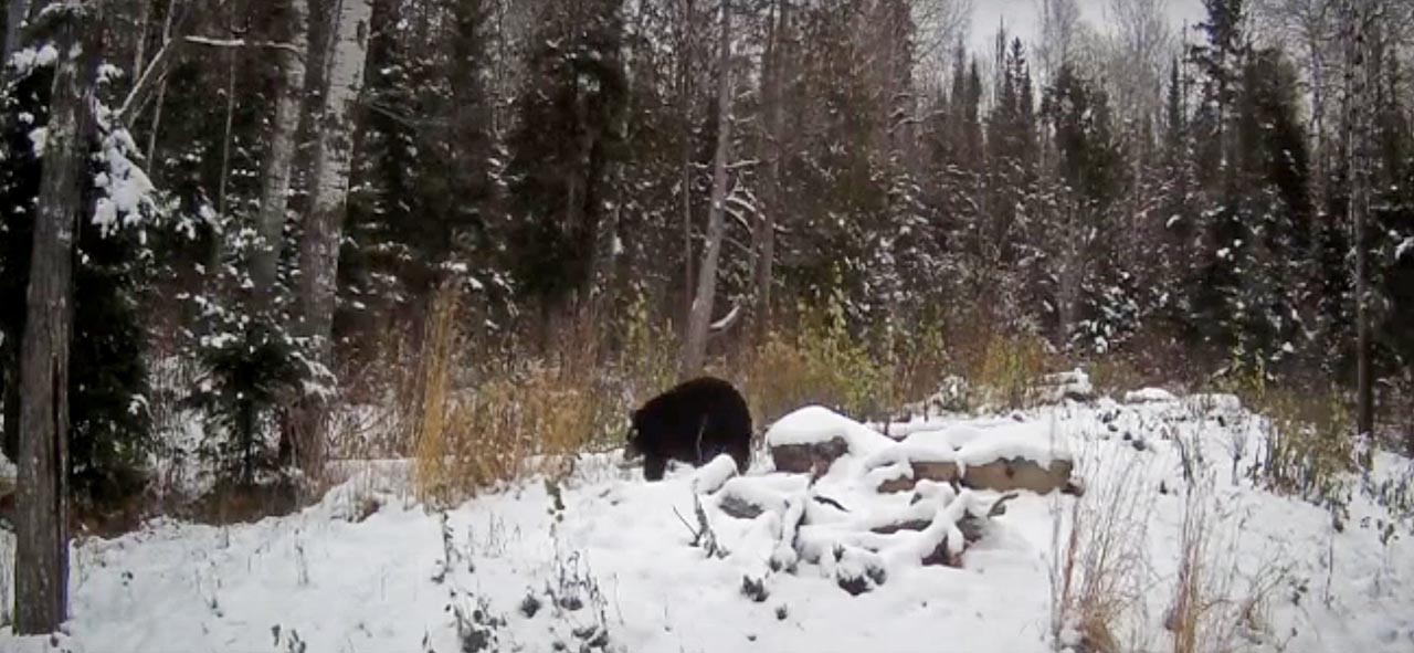 Tasha roaming the enclosure