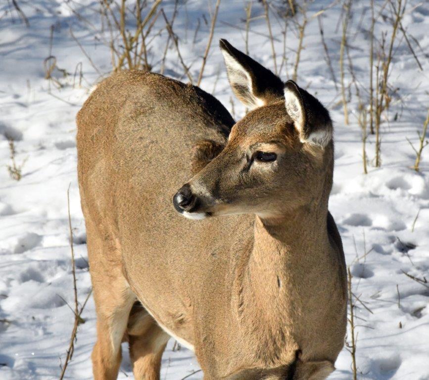 Deer on alert