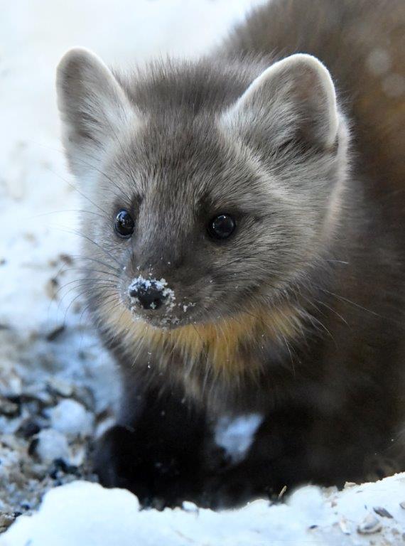 Pine Marten