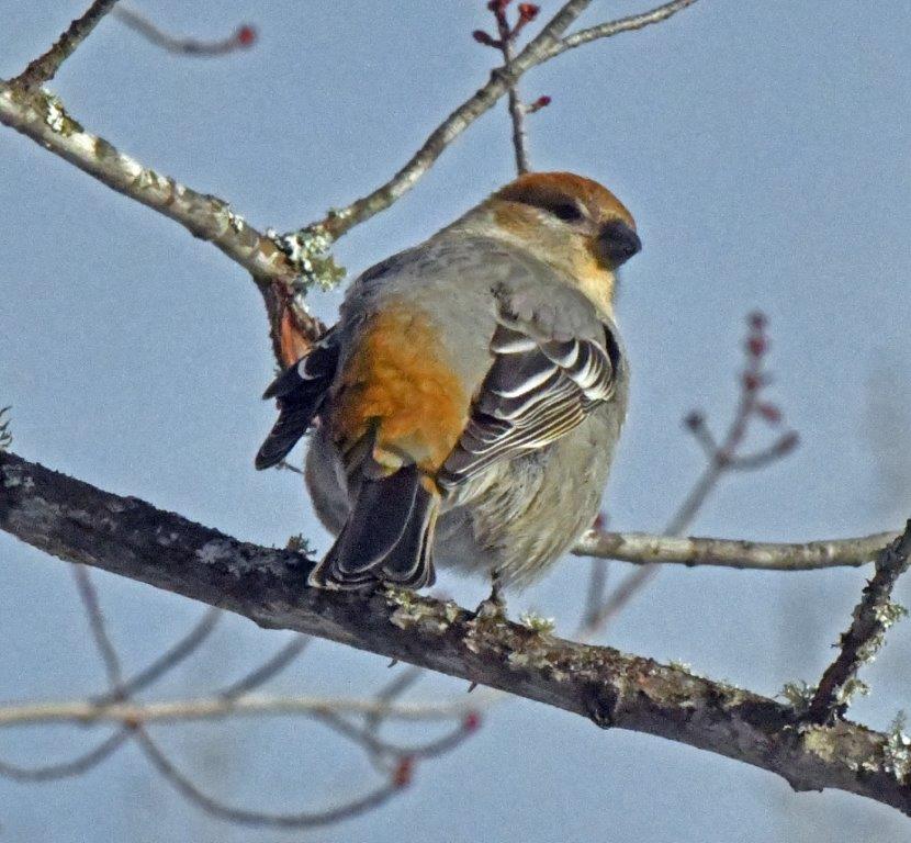 Pine grosbeak female