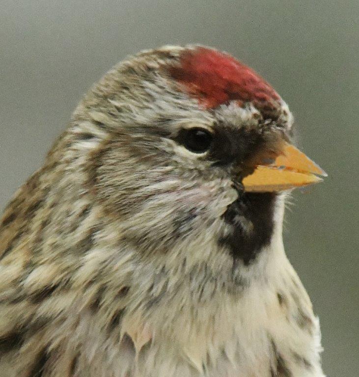 Redpoll