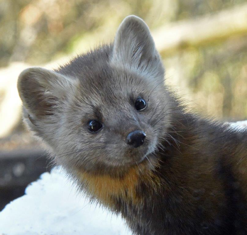 Pine marten
