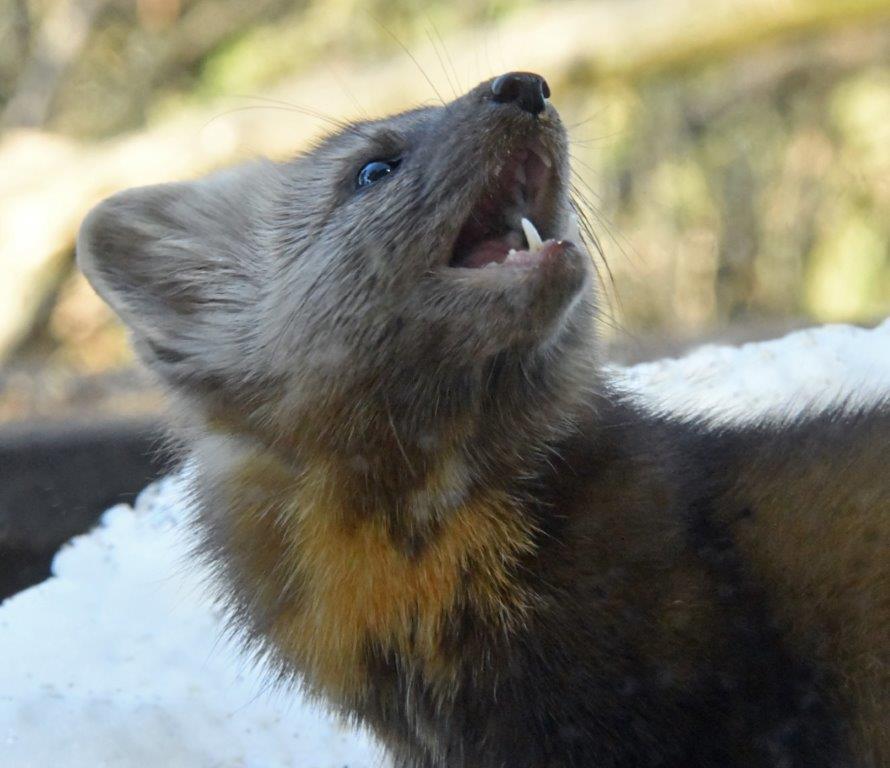 Pine marten