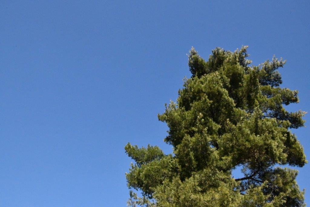 White pine with blue sky