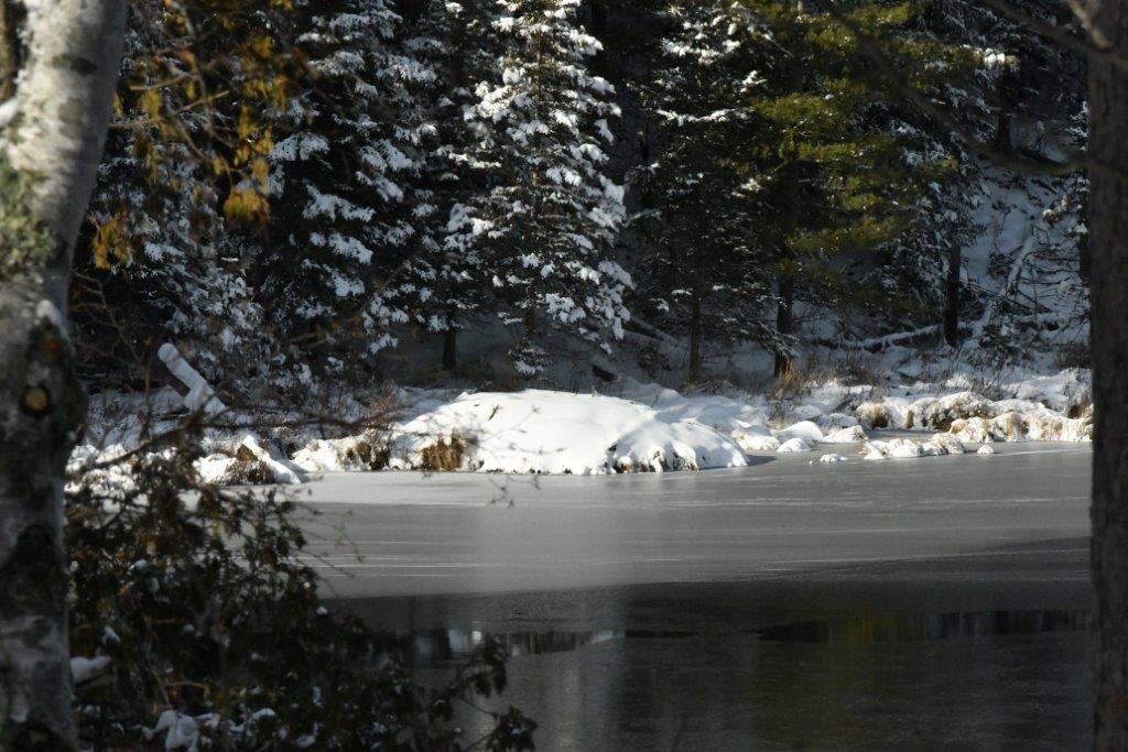 Beaver lodge on 11/11