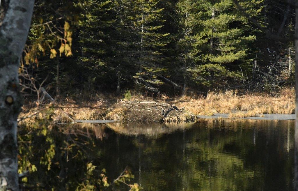 Beaver lodge on 11/10