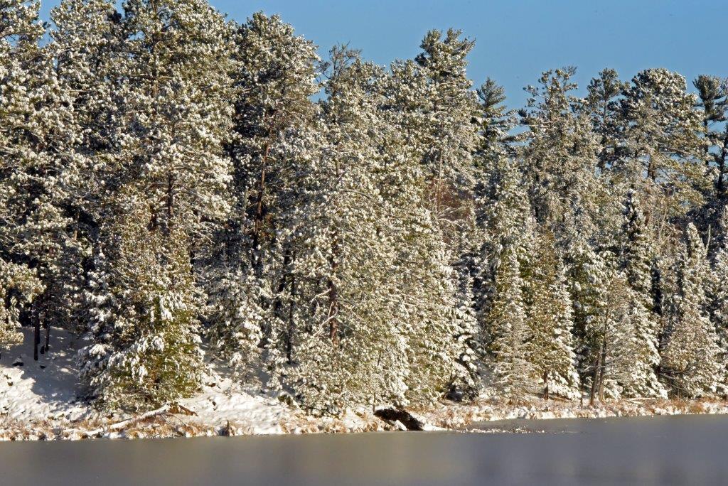 New beaver lodge on Woods Lake