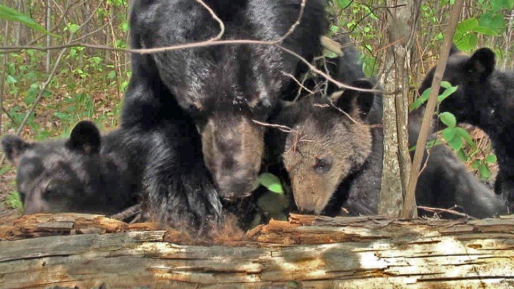 June Lily nose to nose - May 18, 2007