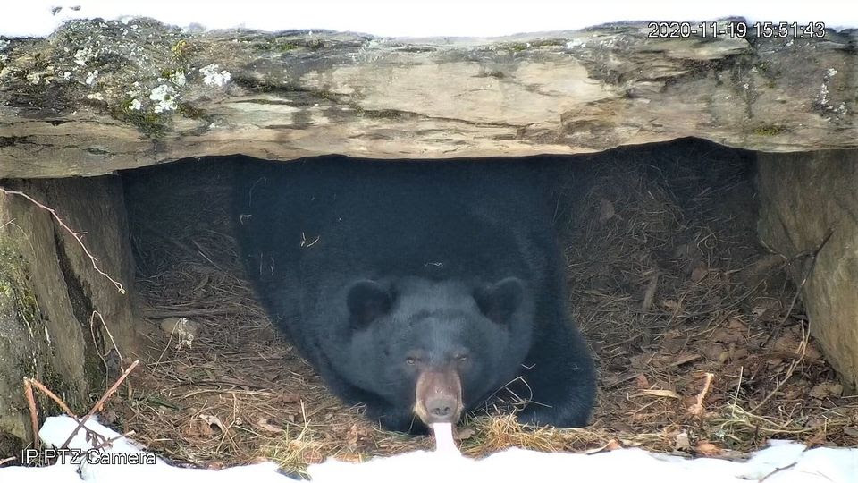 Tasha licking snow on 11-19