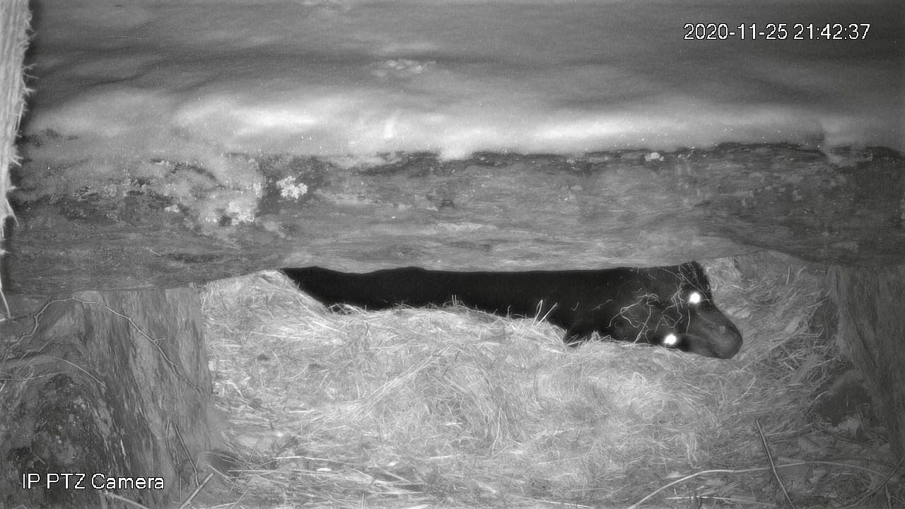 Tasha peeking out 11-25