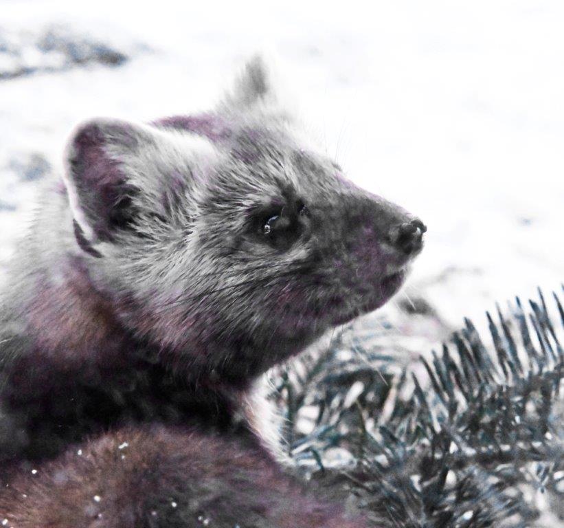 Pine Marten