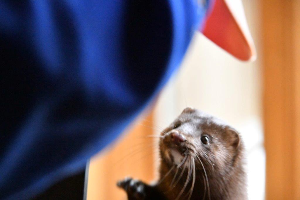 Mink Stripe with Donna Rogers