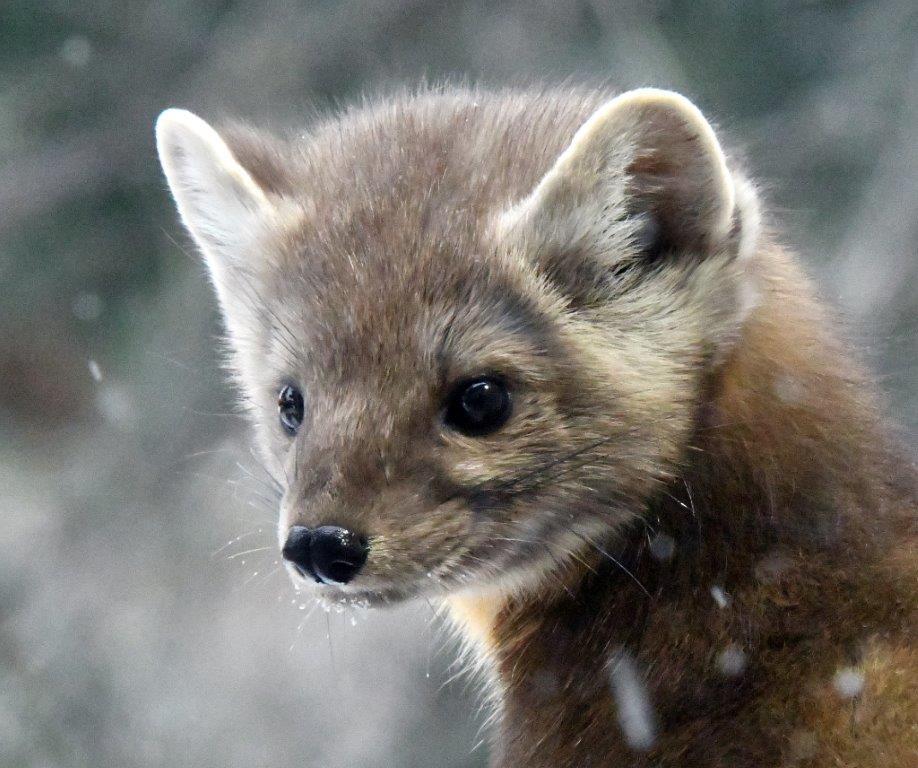 Pine Marten by day