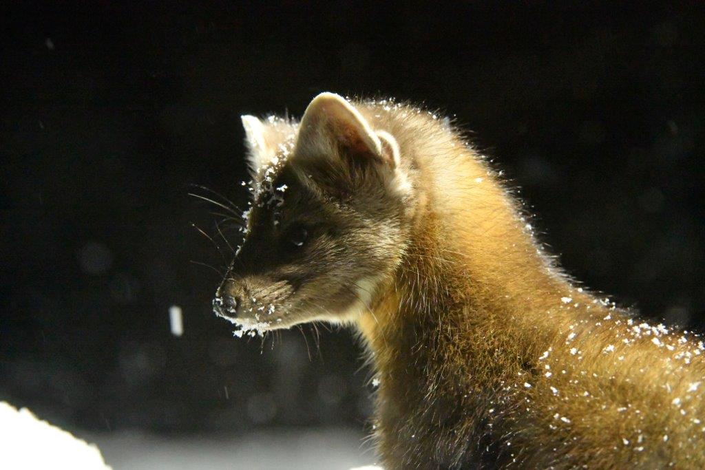 Pine Marten by night