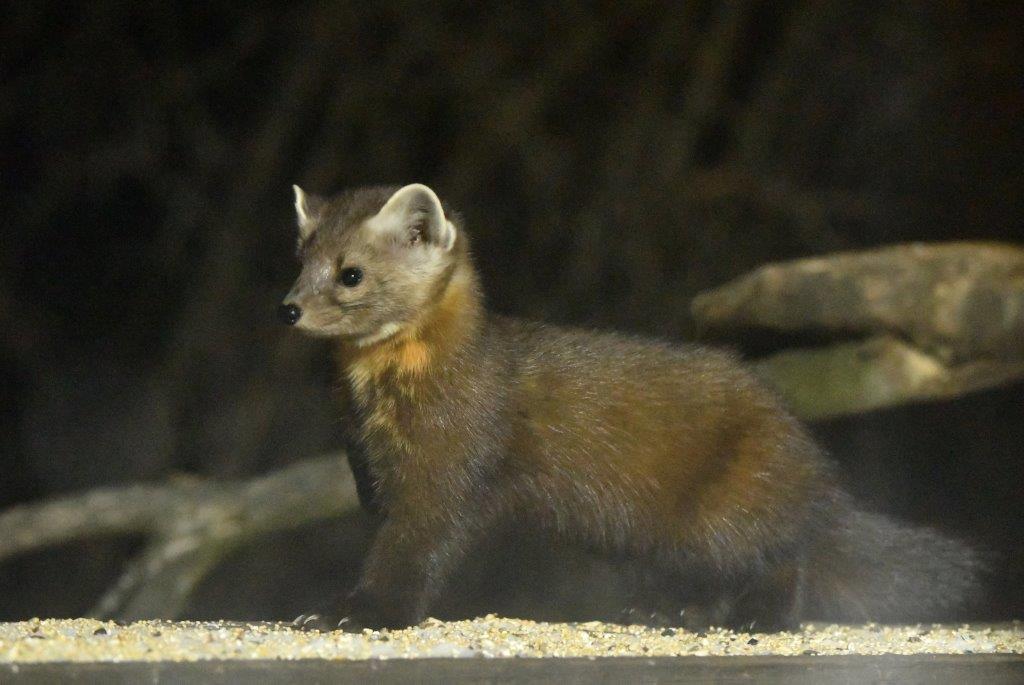 Pine Marten