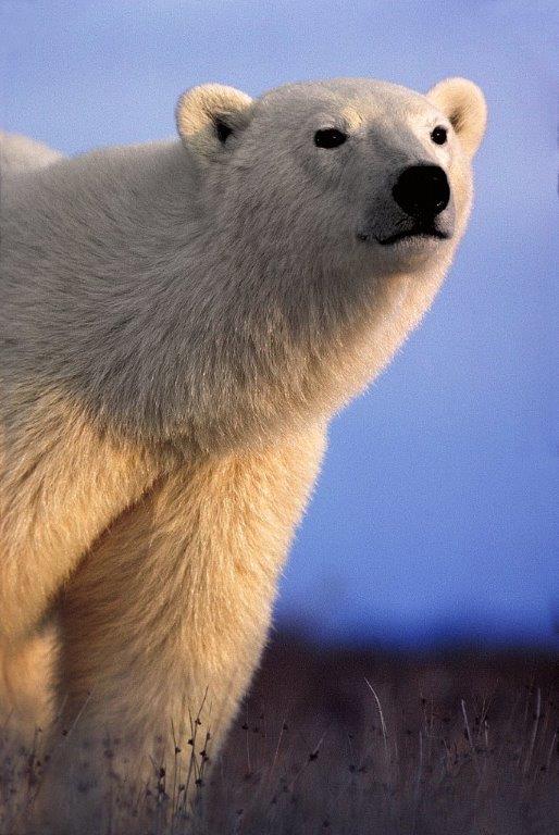 Polar bear near Churchill 1982