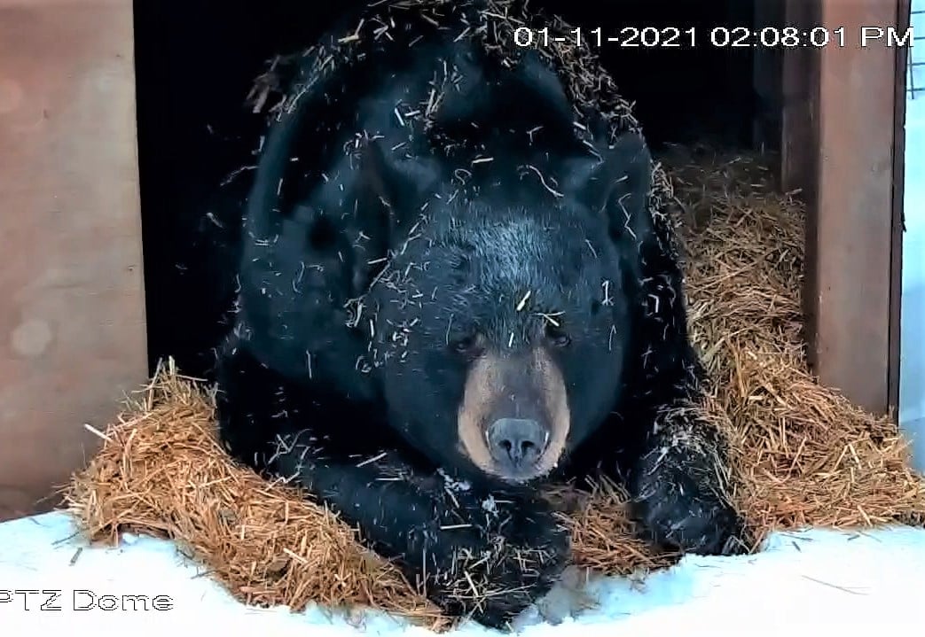 Ted