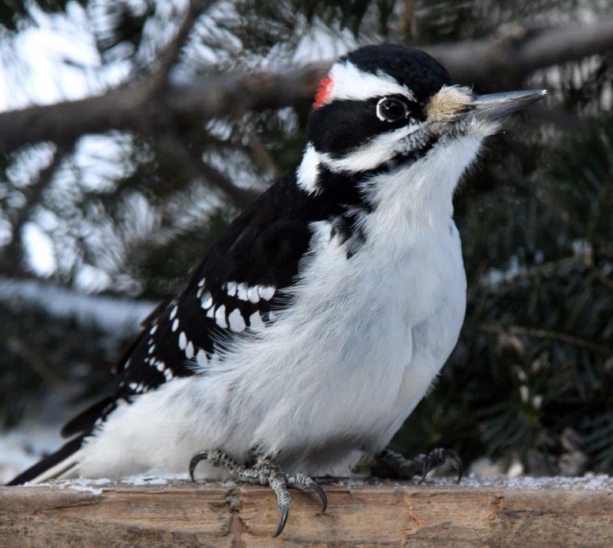 Hairy Woodpecker