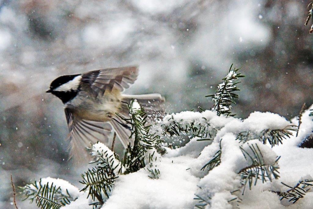 Chickadee in snow