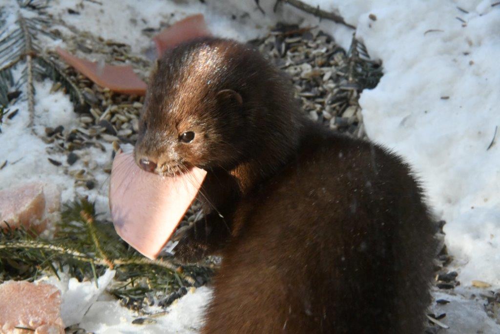 Mink spot