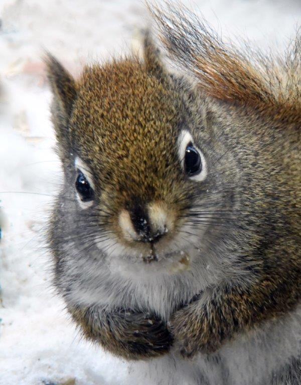 Red squirrel