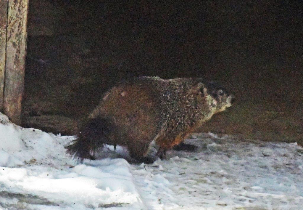 Woodchuck male