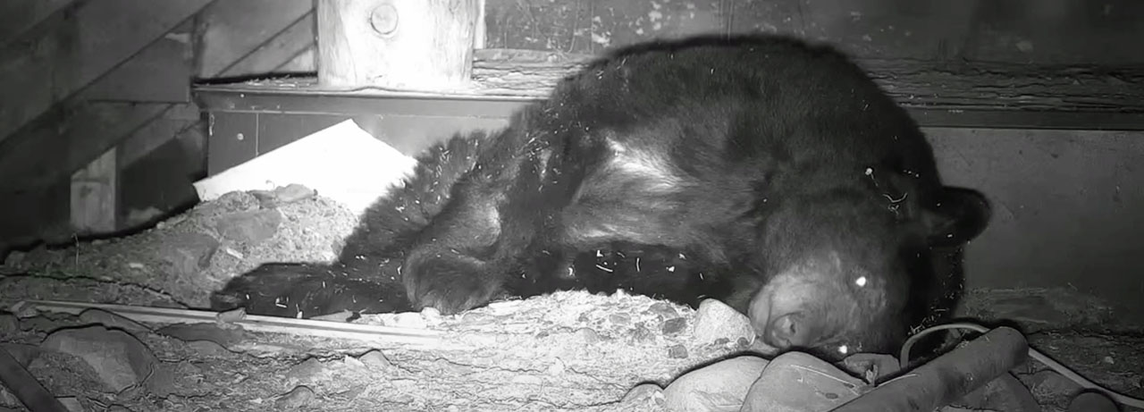 Spanky relaxing on March 4