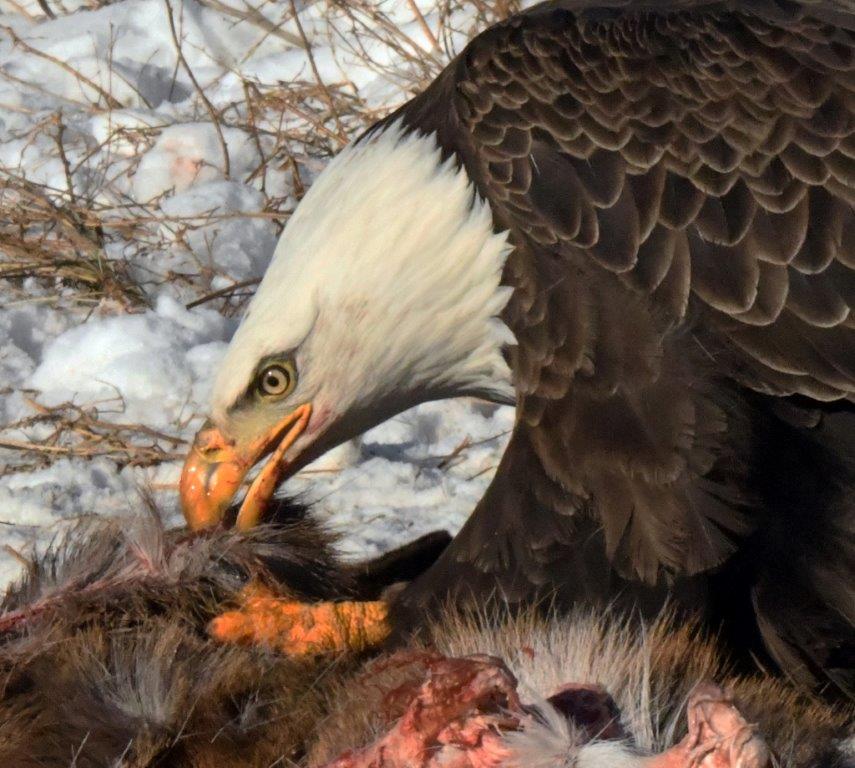 Bald Eagle eating