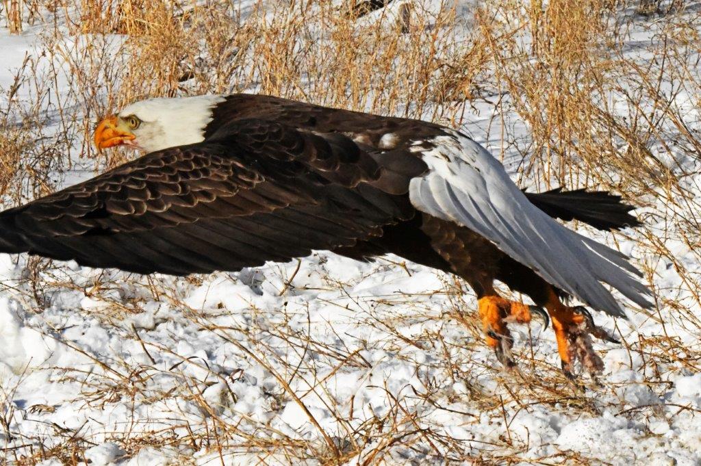 Bald Eagle female taking off