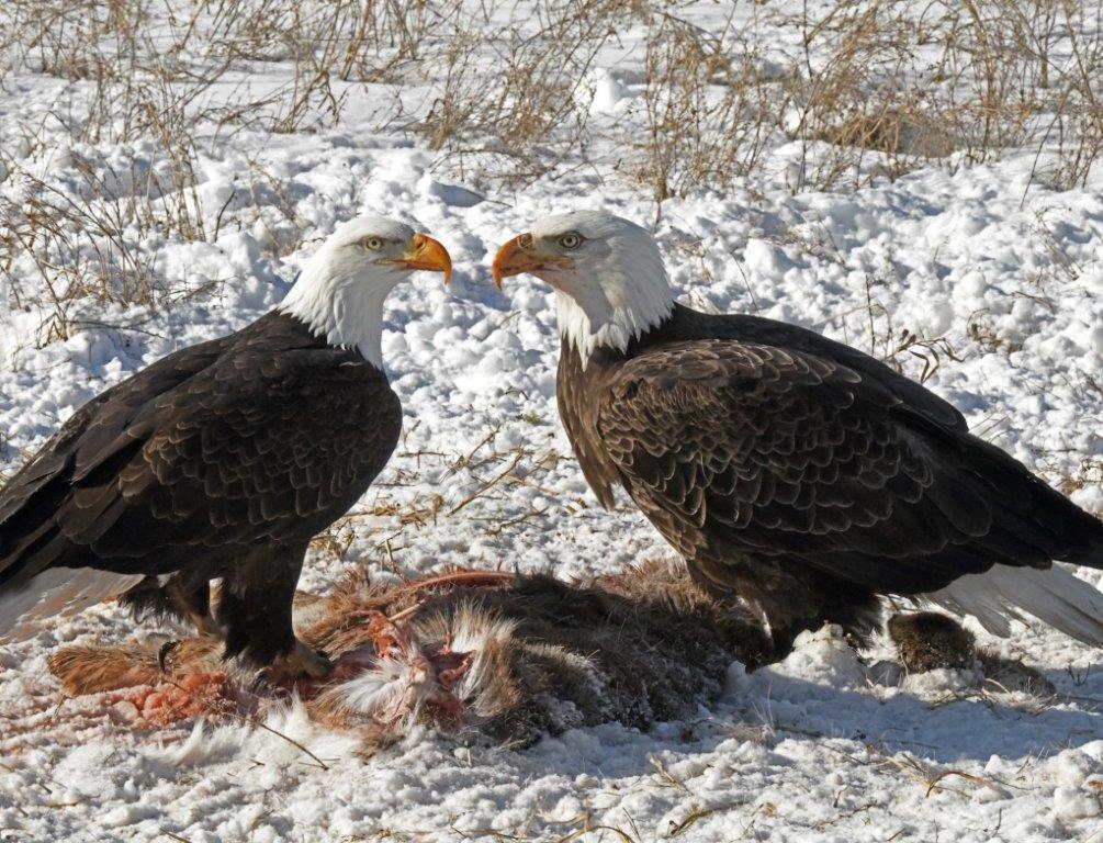 20210313 Bald Eagle pair with deer