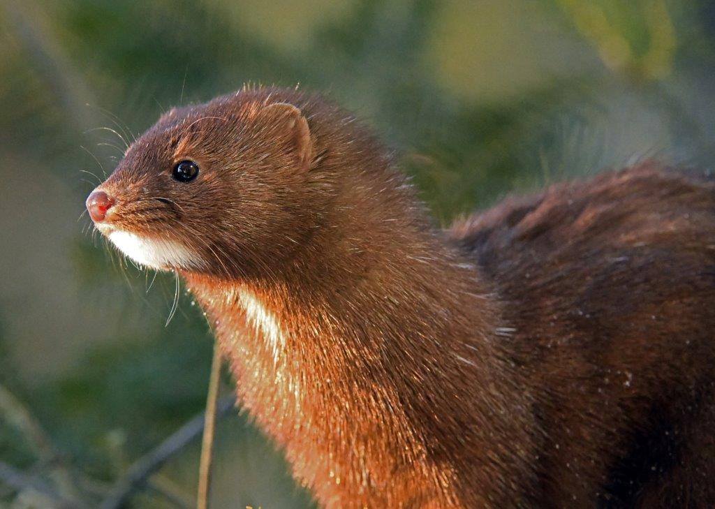 Mink Spot in sun