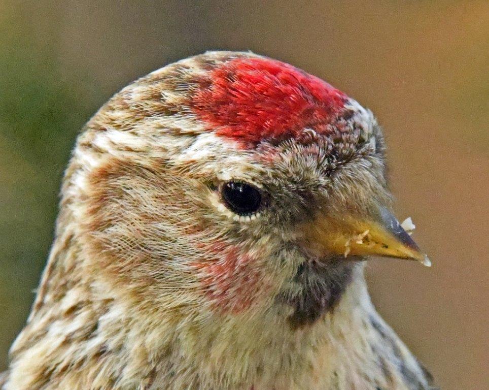 Common Redpoll