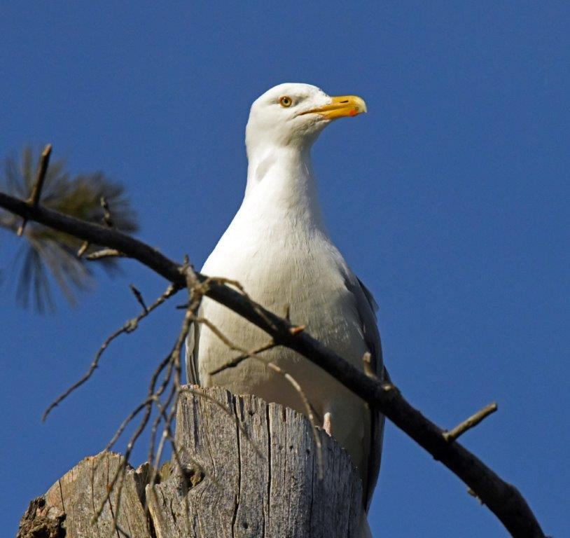 Herring gull