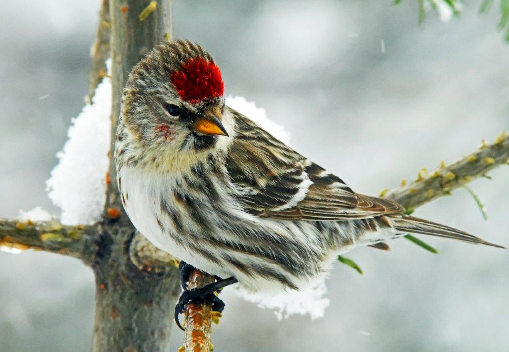 Common redpoll female