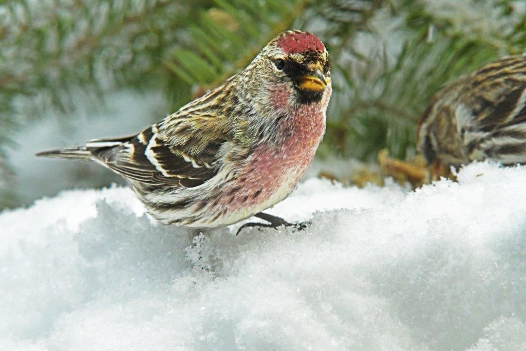 Common redpoll male