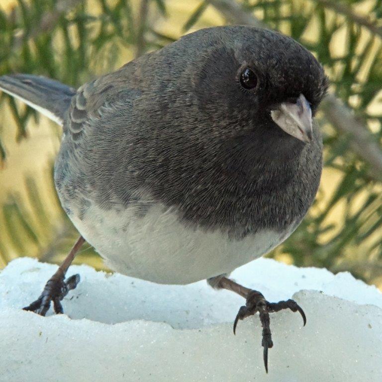 Dark-eyed junco male
