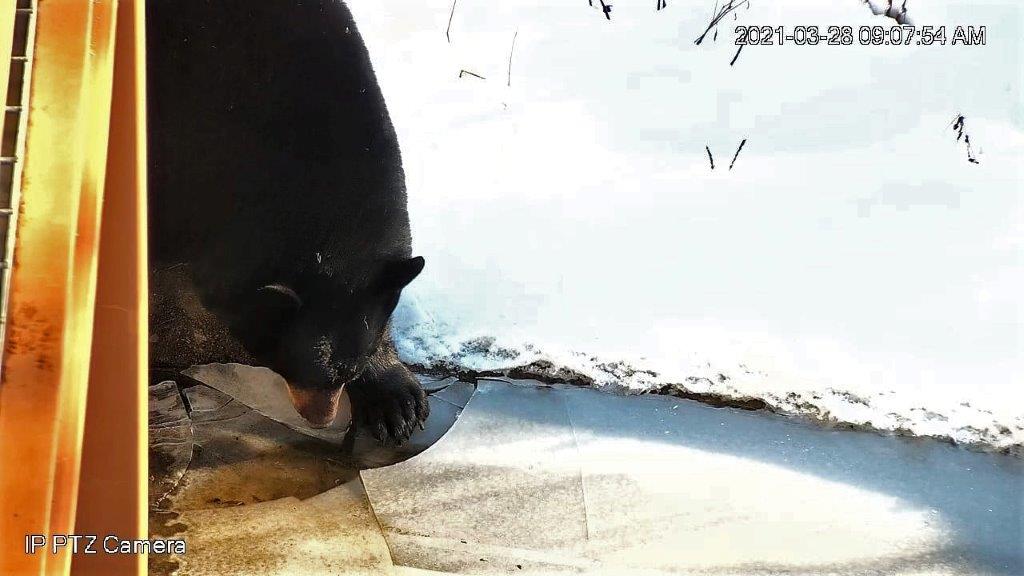 Tasha breaking creek ice