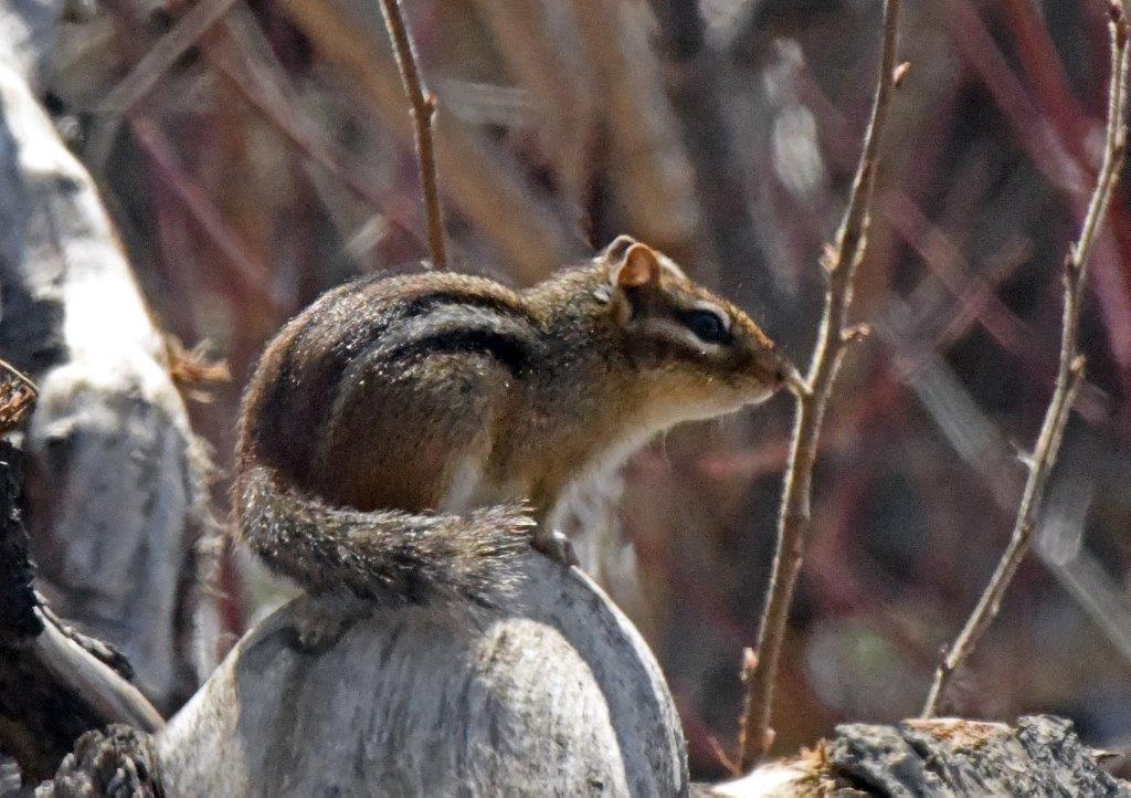 Eastern Chipmunk