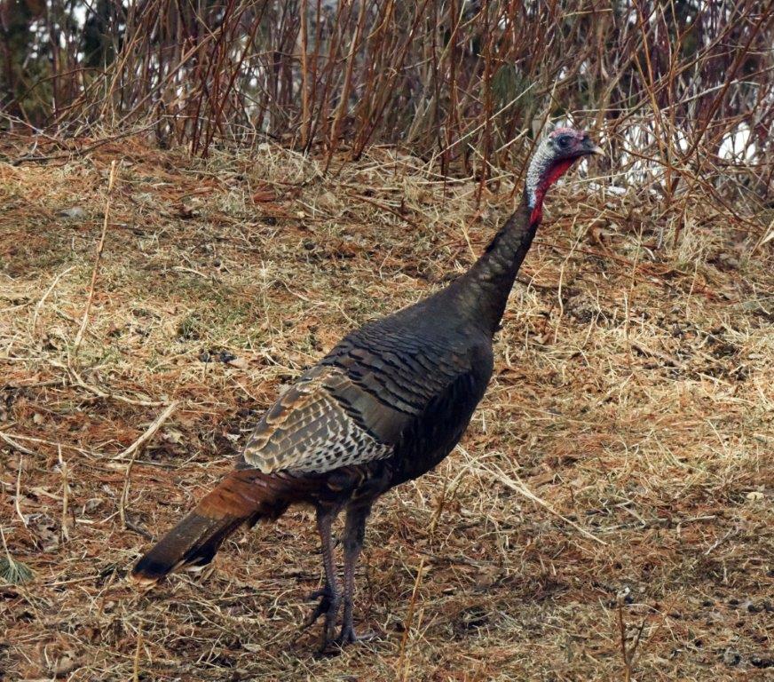 Eastern Wild Turkey