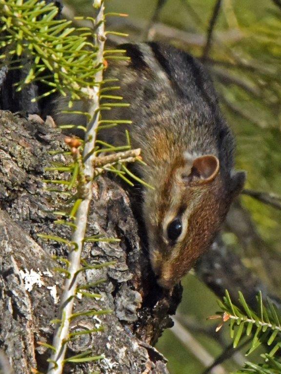 Chipmunk licking sap
