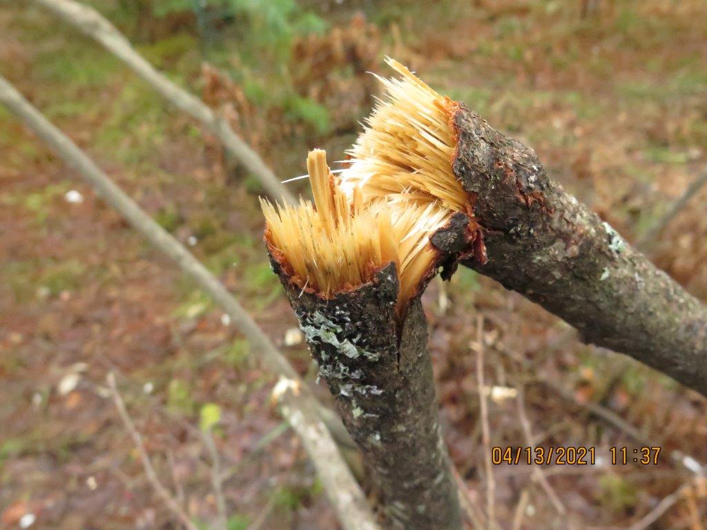 Hazel broken by Spanky