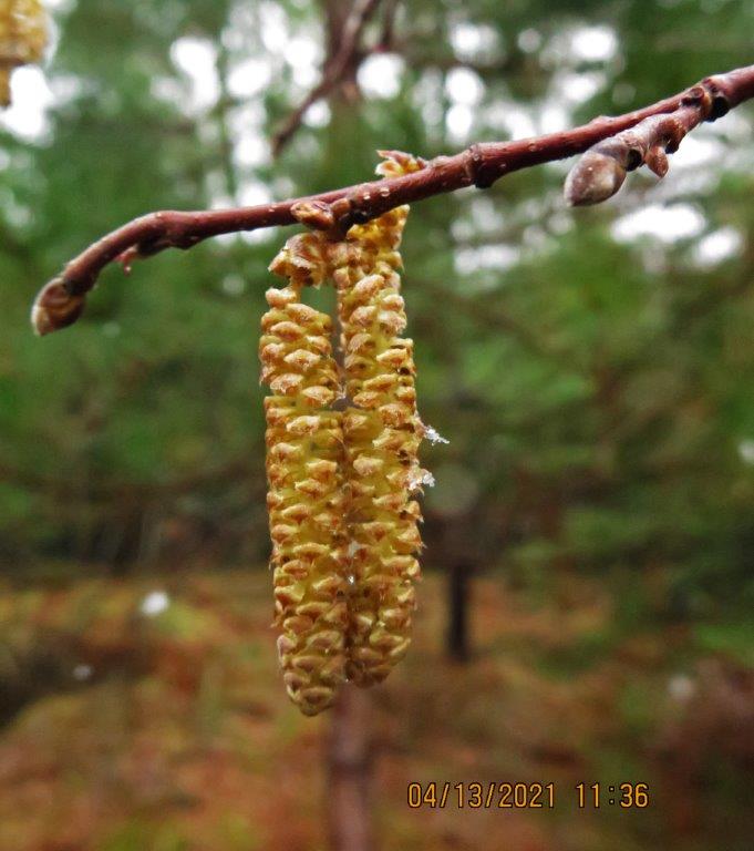 Hazel male catkins