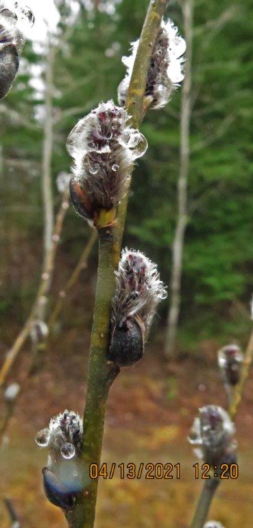 Willow catkins