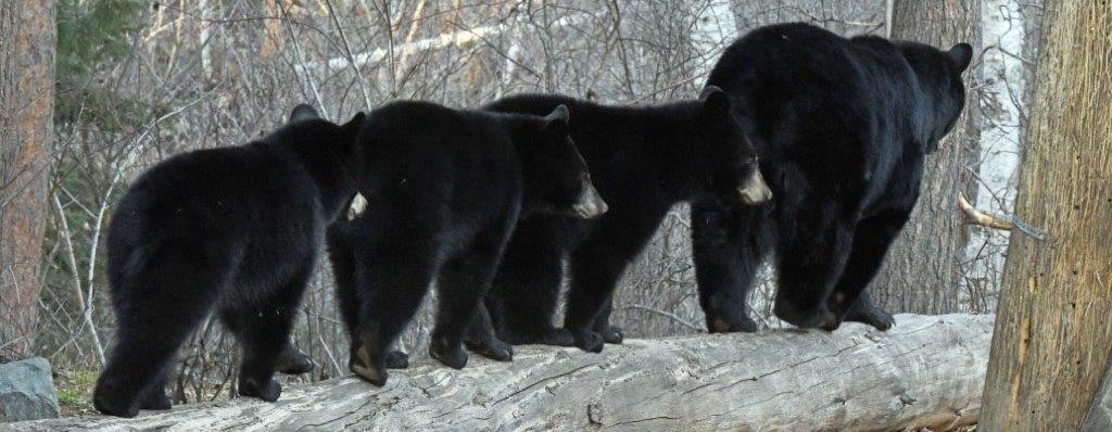 20210417 RC and her yearlings banner