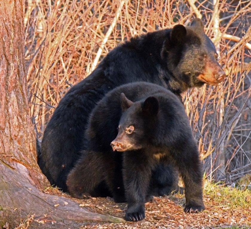 RC and injured yearling