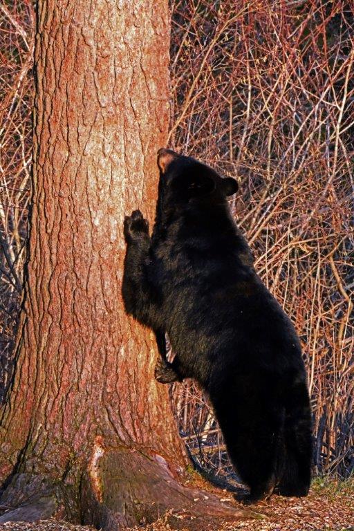 RC sniffing white pine
