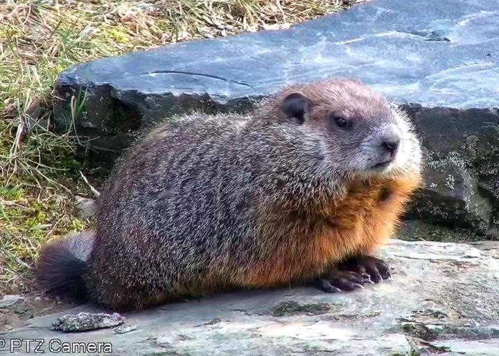 Chucky the Woodchuck at the NABC